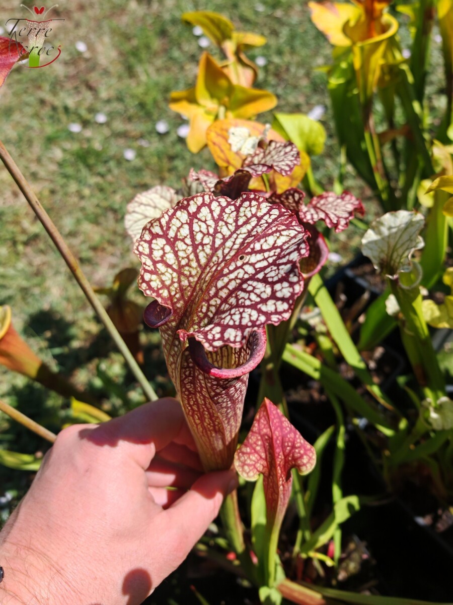 Sarracenia -- "Crimson Queen" (H138, MK) – Image 3
