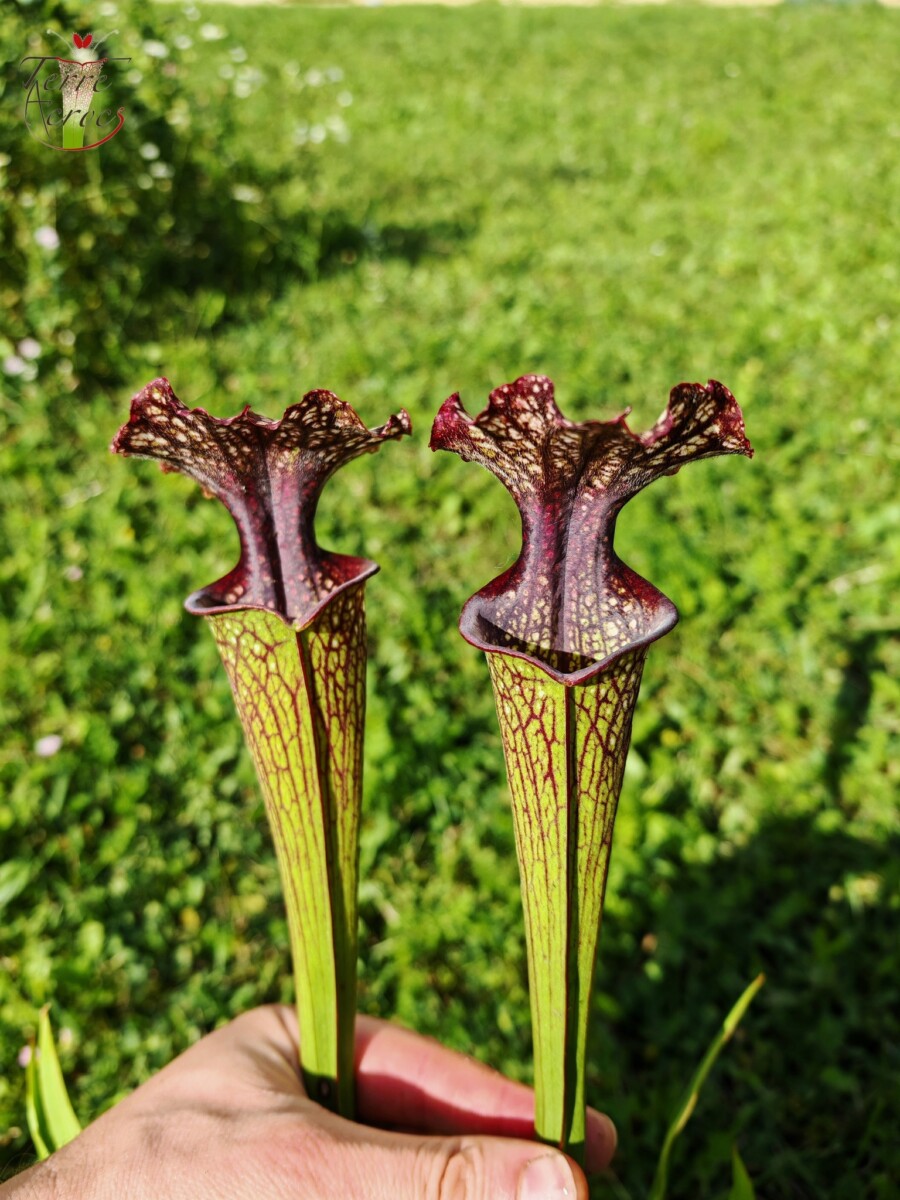 Sarracenia -- "Crimson Queen" (H138, MK) – Image 4