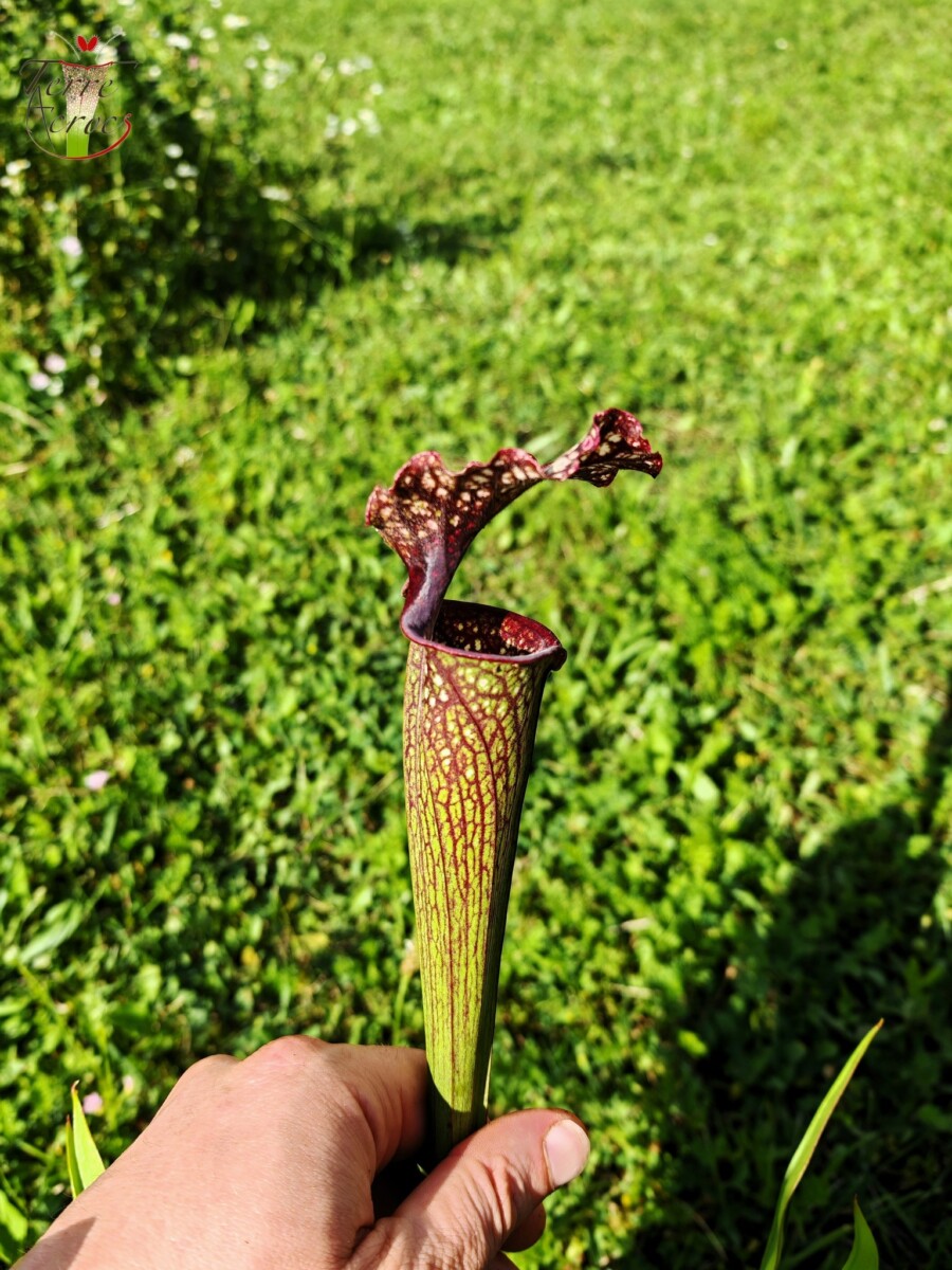 Sarracenia -- "Crimson Queen" (H138, MK) – Image 5