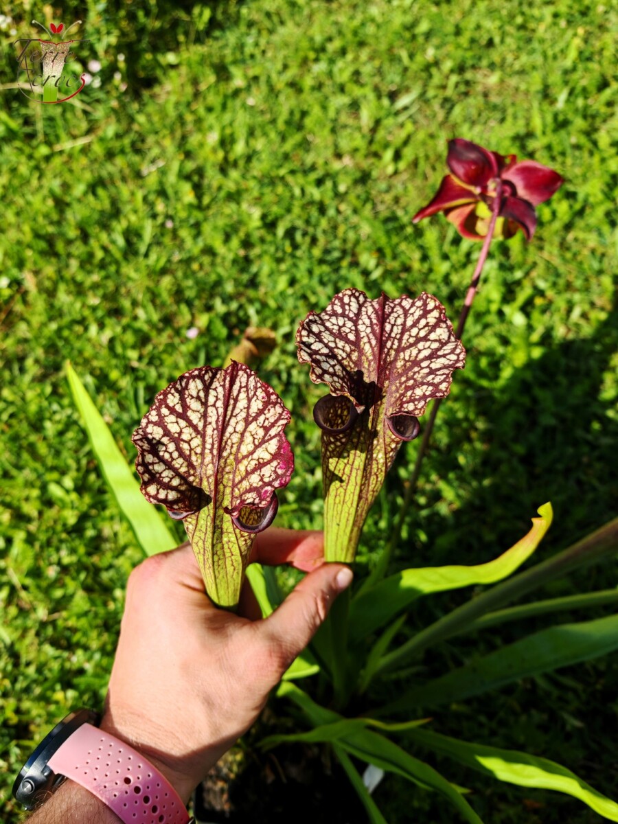 Sarracenia -- "Crimson Queen" (H138, MK) – Image 6