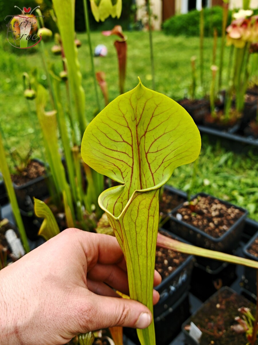Sarracenia x 'Dantadelle' – Image 2