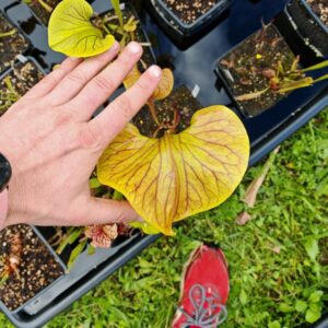 Sarracenia x 'Dantadelle'