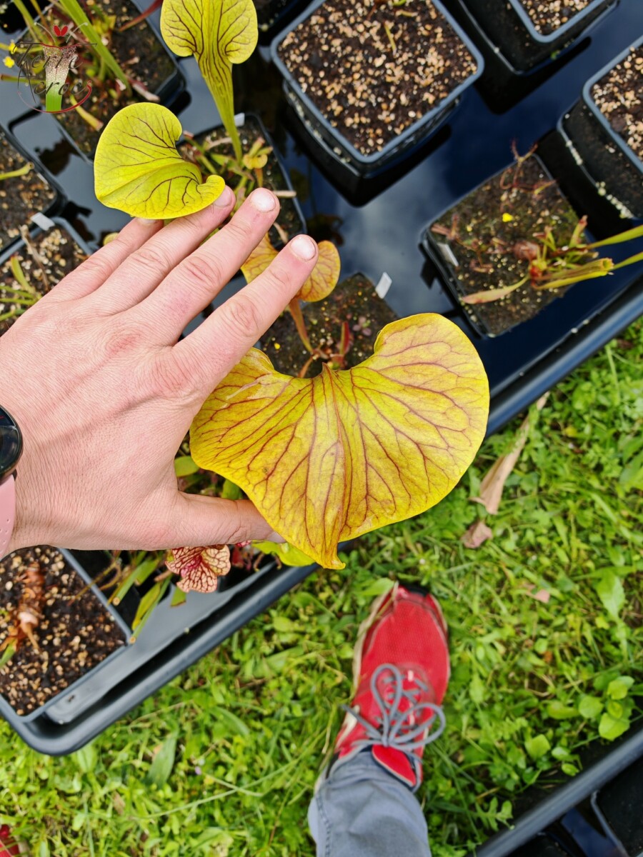 Sarracenia x 'Dantadelle'