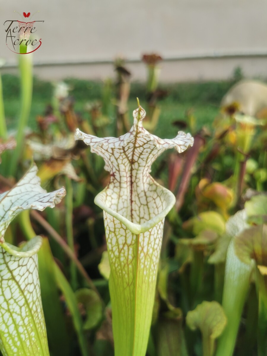 Sarracenia x (S. leucophylla (L30A Giant Clone, MSrba) x S. x moorei -- "A Porais") - Image 4