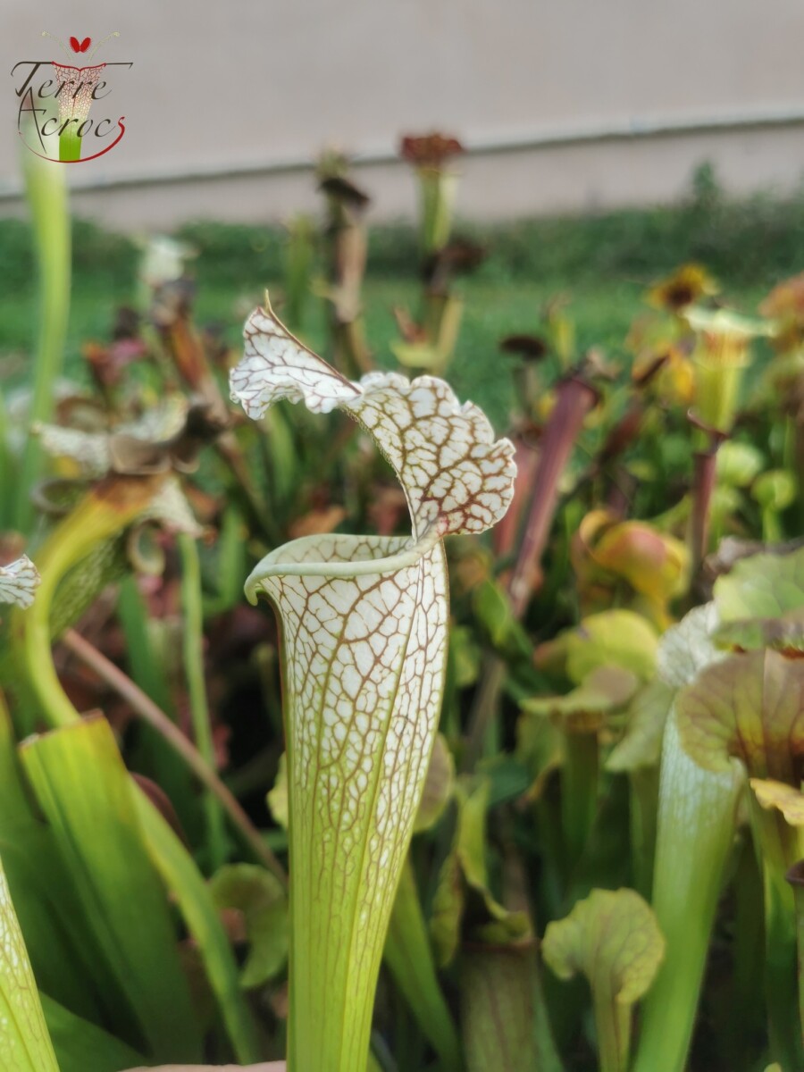Sarracenia x (S. leucophylla (L30A Giant Clone, MSrba) x S. x moorei -- "A Porais") - Image 5