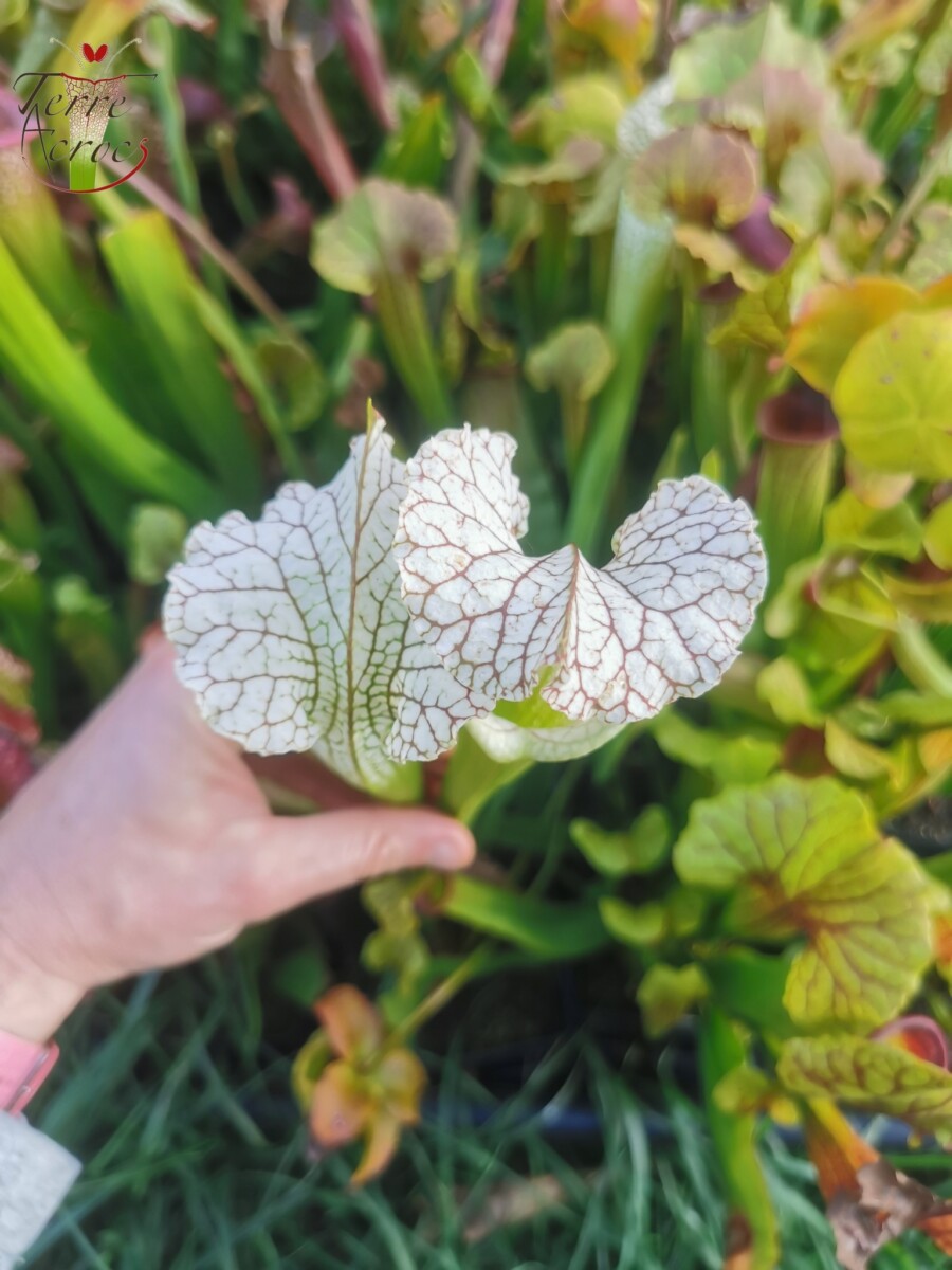 Sarracenia x (S. leucophylla (L30A Giant Clone, MSrba) x S. x moorei -- "A Porais") - Image 6