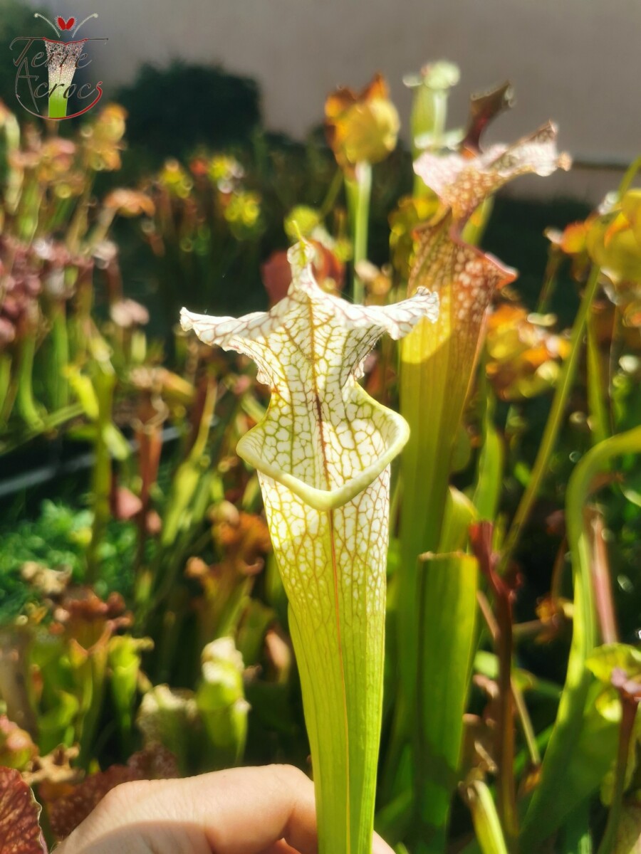 Sarracenia x (S. leucophylla (L30A Giant Clone, MSrba) x S. x moorei -- "A Porais") - Image 7