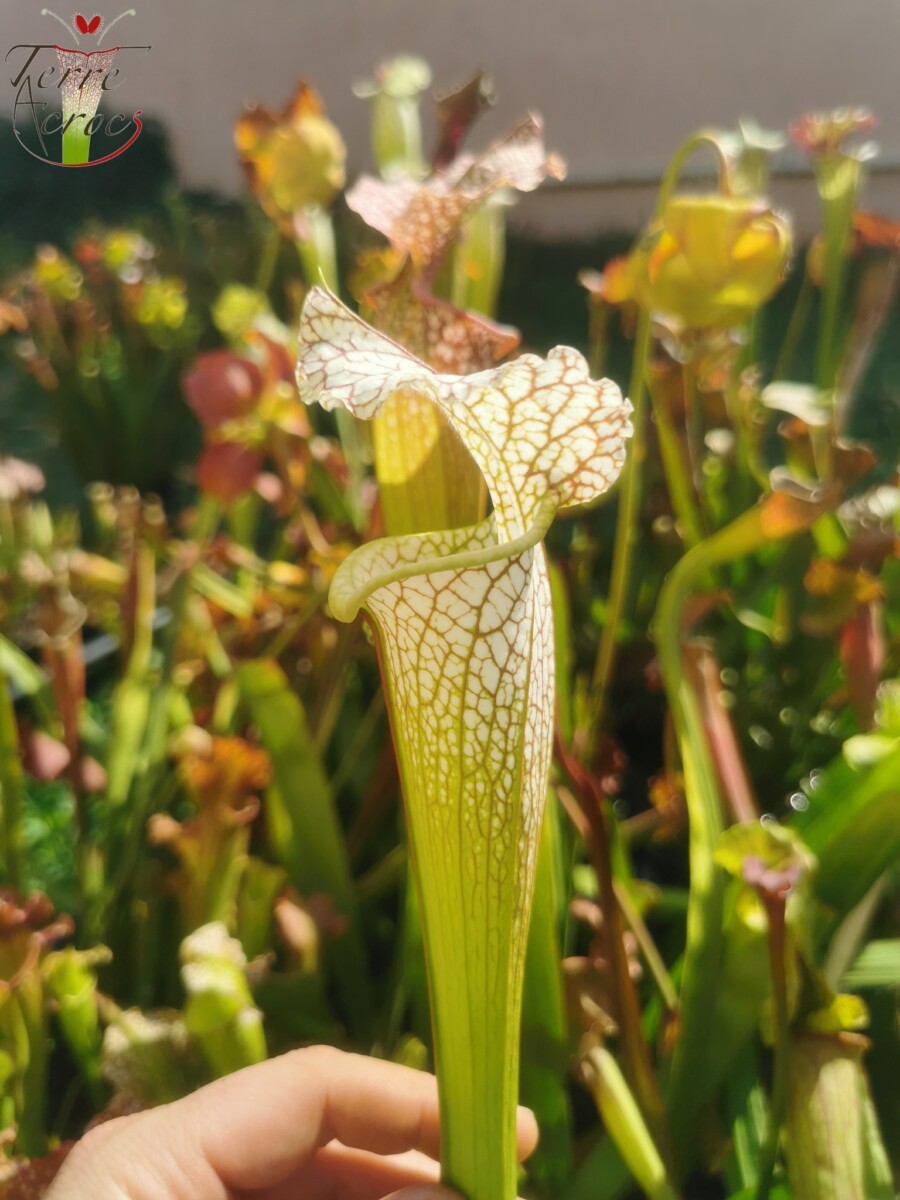Sarracenia x (S. leucophylla (L30A Giant Clone, MSrba) x S. x moorei -- "A Porais") - Image 8