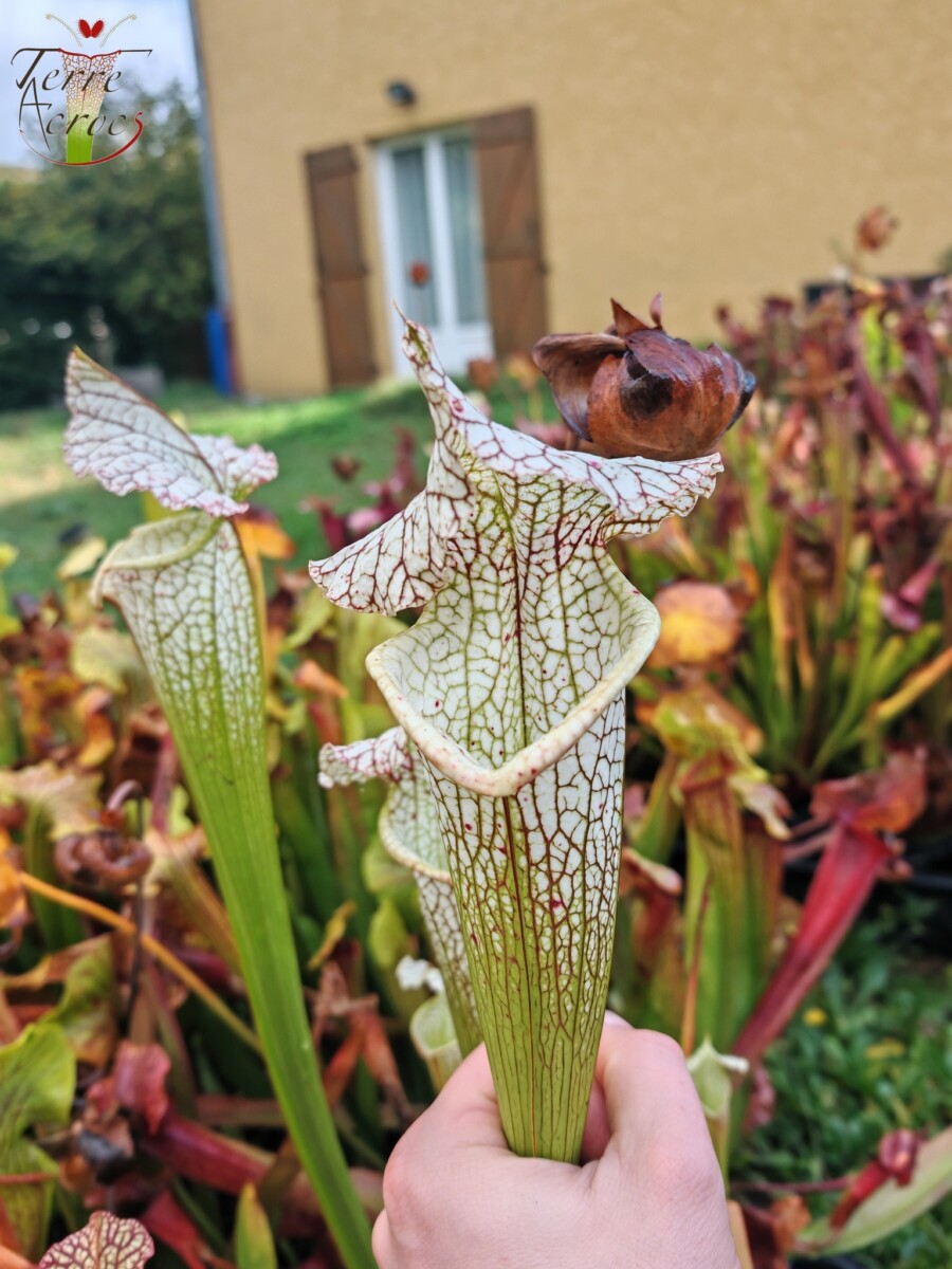 Sarracenia x (S. leucophylla (L30A Giant Clone, MSrba) x S. x moorei -- "A Porais")