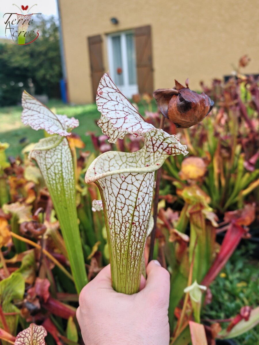 Sarracenia x (S. leucophylla (L30A Giant Clone, MSrba) x S. x moorei -- "A Porais") - Image 2