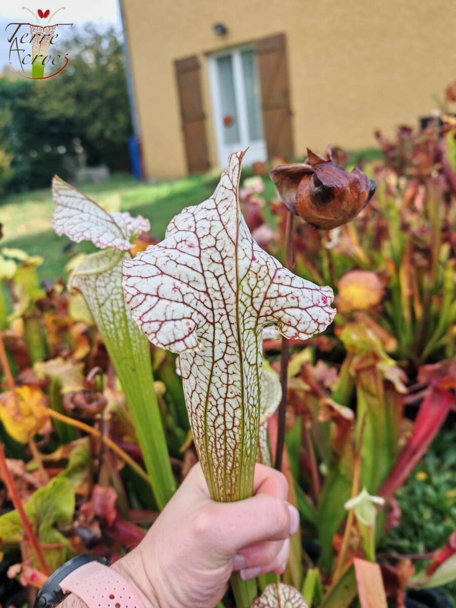 Sarracenia x (S. leucophylla (L30A Giant Clone, MSrba) x S. x moorei -- "A Porais") - Image 3