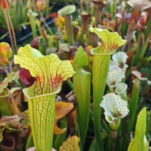 Sarracenia x (S. flava var. ornata “Golden” x S. x “Camisole”)