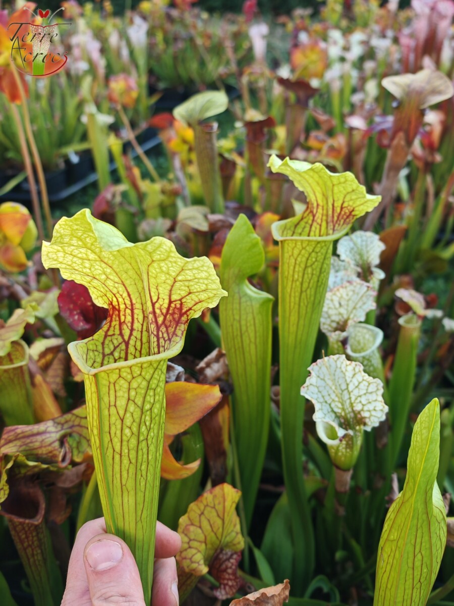 Sarracenia x (S. flava var. ornata “Golden” x S. x “Camisole”)