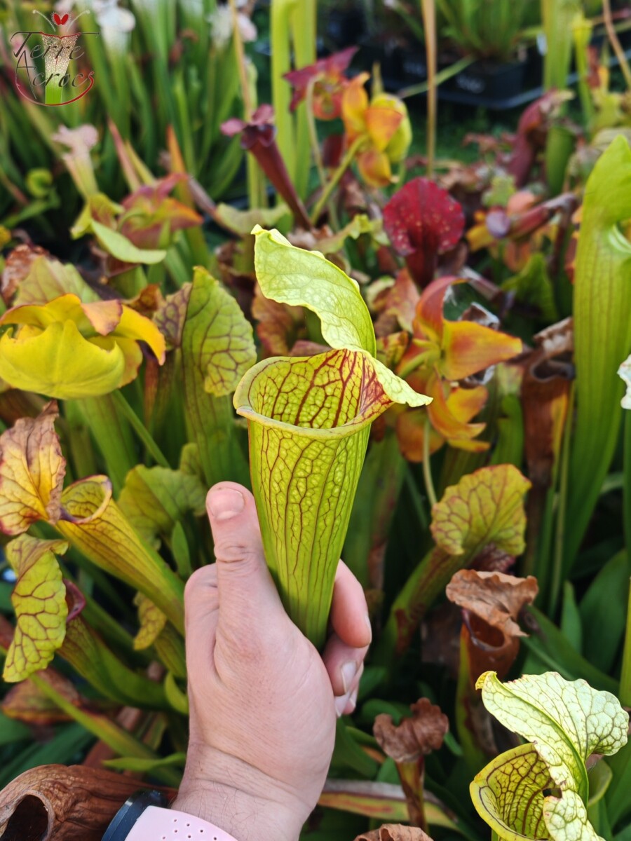 Sarracenia x (S. flava var. ornata “Golden” x S. x “Camisole”) – Image 3