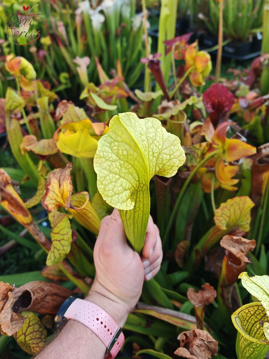 Sarracenia x (S. flava var. ornata “Golden” x S. x “Camisole”) – Image 2