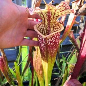 Sarracenia x moorei — "Voile Ecarlate"