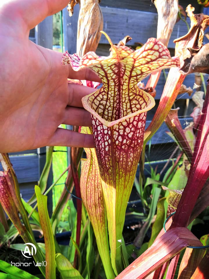 Sarracenia x moorei — "Voile Ecarlate"