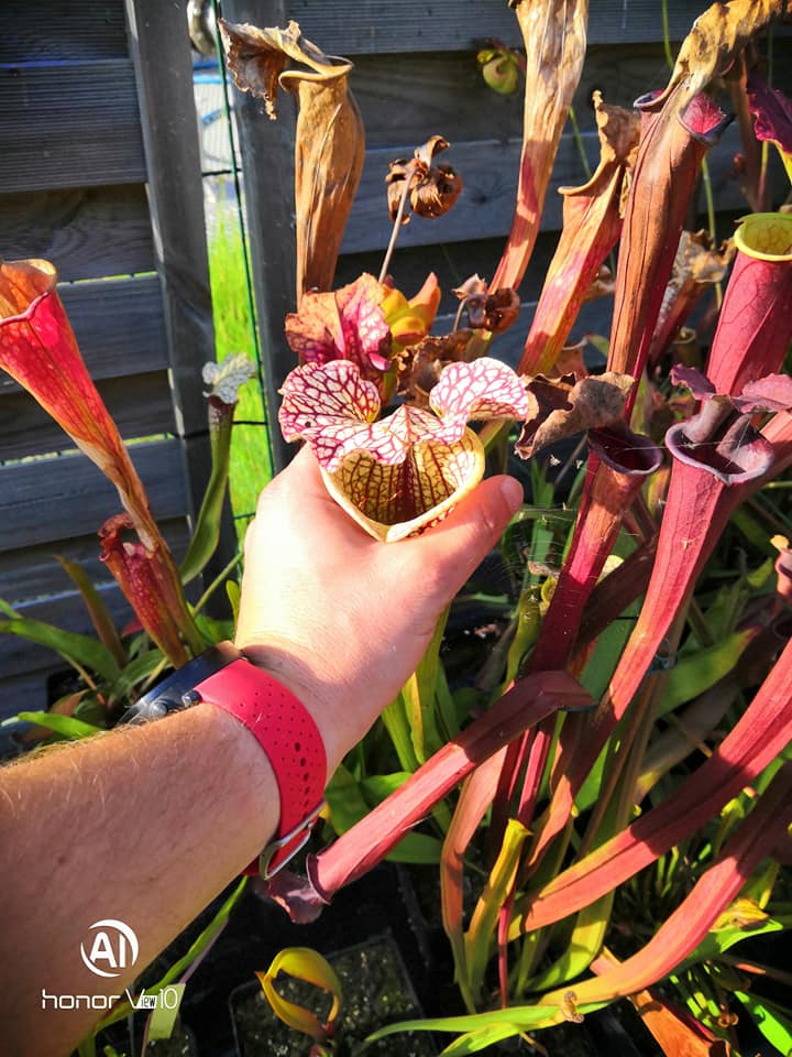 Sarracenia x moorei — "Voile Ecarlate" – Image 3