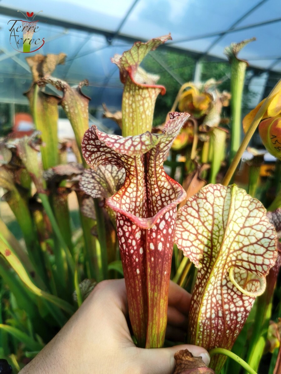 Sarracenia x moorei — "Voile Ecarlate" – Image 4