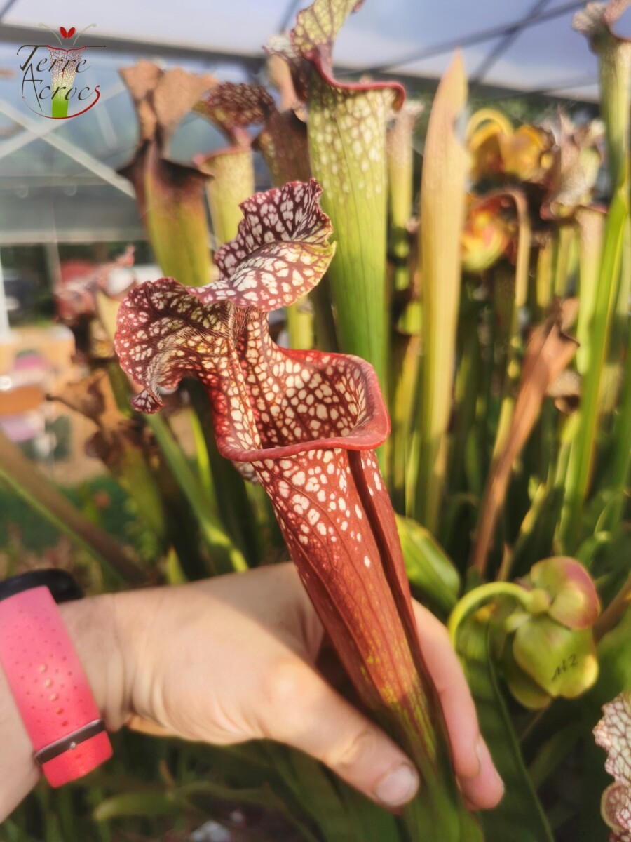 Sarracenia x moorei — "Voile Ecarlate" – Image 5