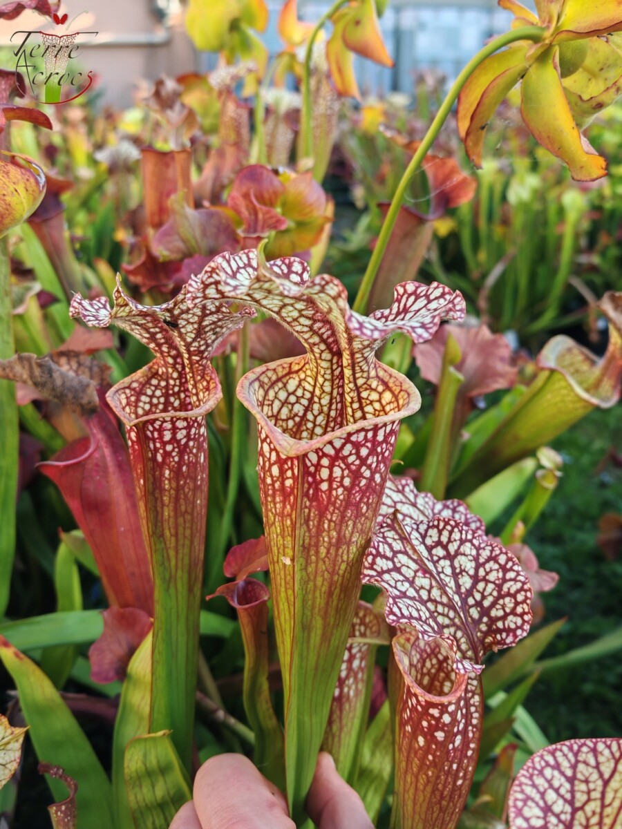 Sarracenia x moorei — "Voile Ecarlate" – Image 6
