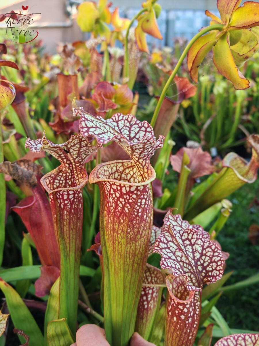 Sarracenia x moorei — "Voile Ecarlate" – Image 7