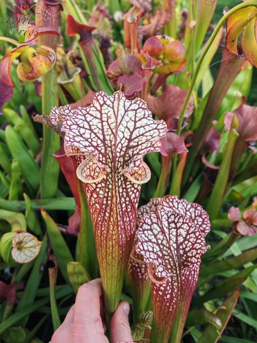 Sarracenia x moorei — "Voile Ecarlate" – Image 8