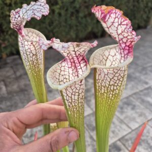 Sarracenia Leucophylla "Red Stripe Throat" (L111 MK)