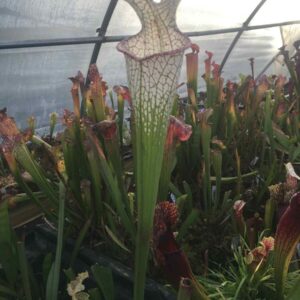 Sarracenia Leucophylla Mont Blanc taille L