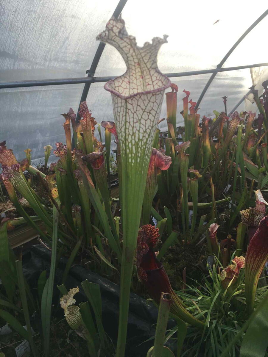 Sarracenia Leucophylla Mont Blanc taille L