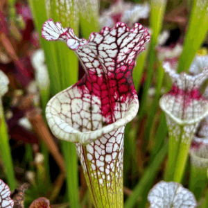 Sarracenia leucophylla SL61CA - red stripe throat (1 exemplaire XXL)