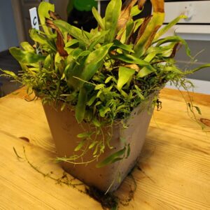 Utricularia Longifolia