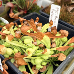Sarracenia psittacina f. heterophylla