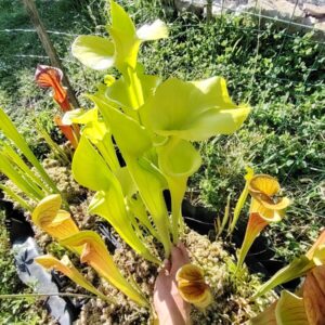 Sarracenia Flava F64 PW (L)