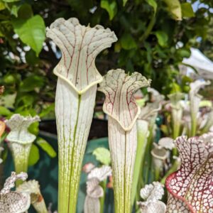 Sarracenia leucophylla - Yellow flower,Citronelle,AL, W(PM,L10)( L42 MK)