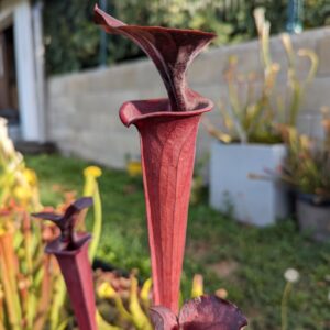 Sarracenia flava var. atropurpurea -Blackwater River State Forest (SFA08) (L)