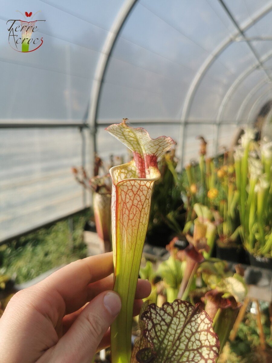 Sarracenia x (S. x moorei -- 'Johanna' x inconnu) – Image 2