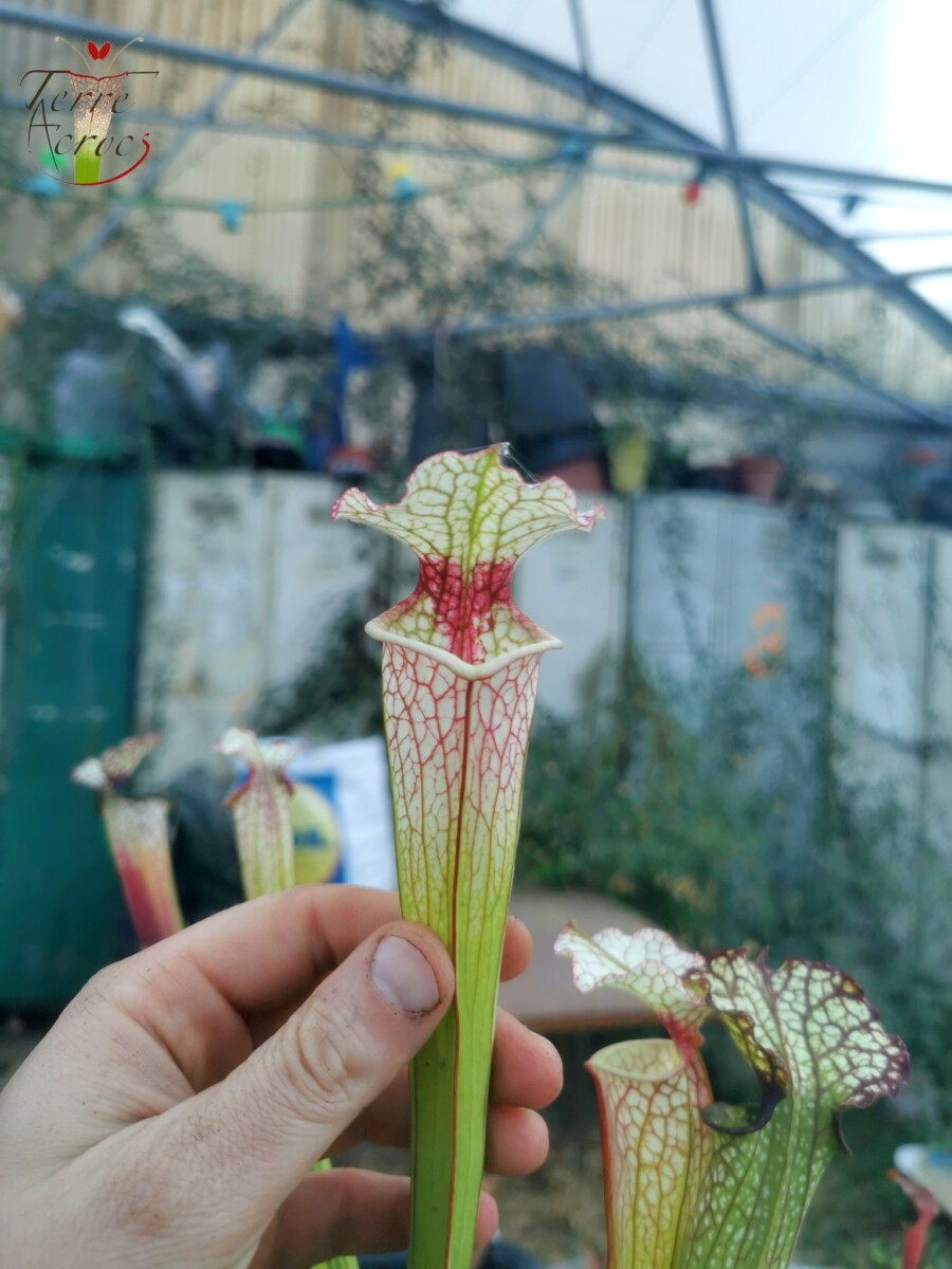 Sarracenia x (S. x moorei -- 'Johanna' x inconnu) – Image 3