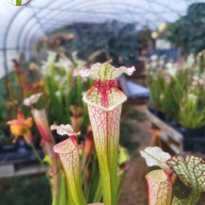 Sarracenia x (S. x moorei -- 'Johanna' x inconnu)
