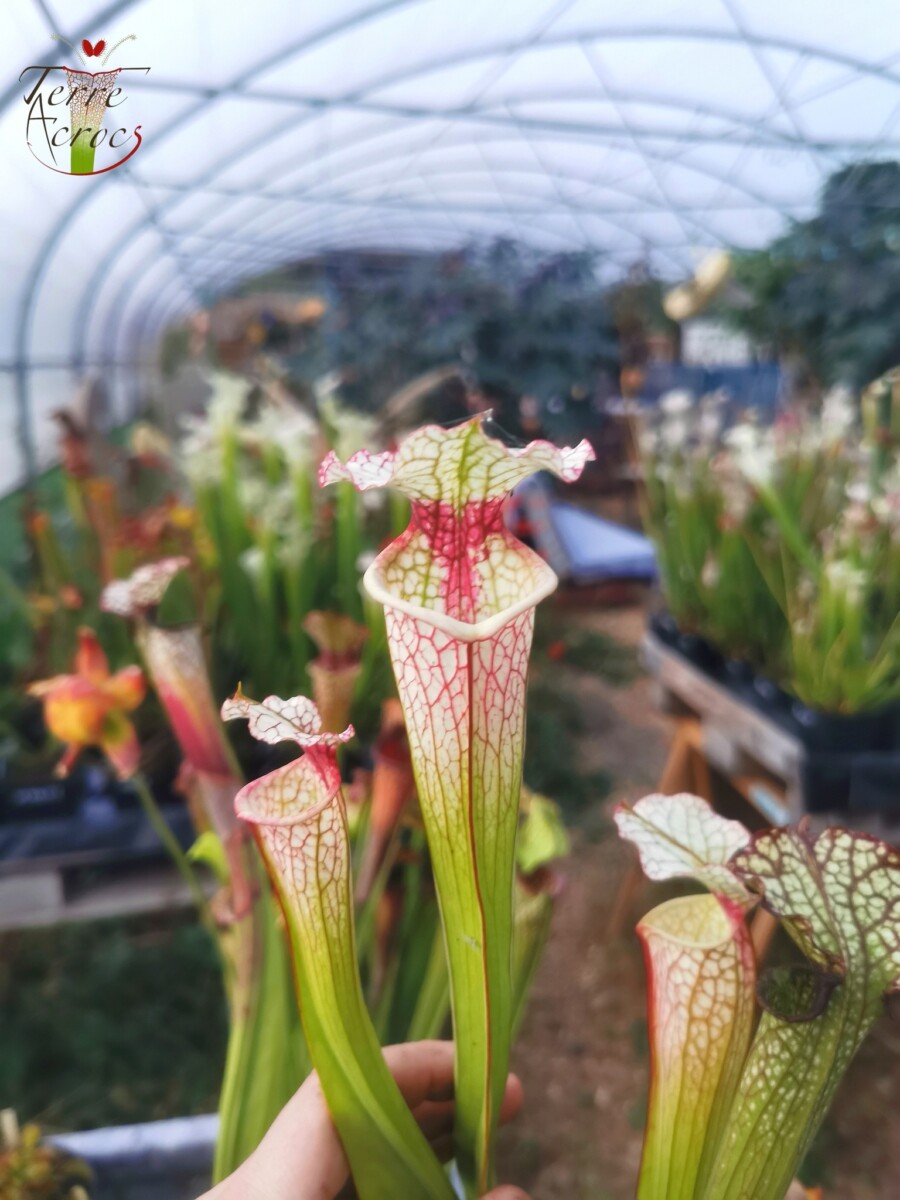 Sarracenia x (S. x moorei -- 'Johanna' x inconnu)