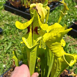 Sarracenia x (moorei – Marston exotic(H24, MK) x flava var. rugelii -- Very large from, (F140A MK))