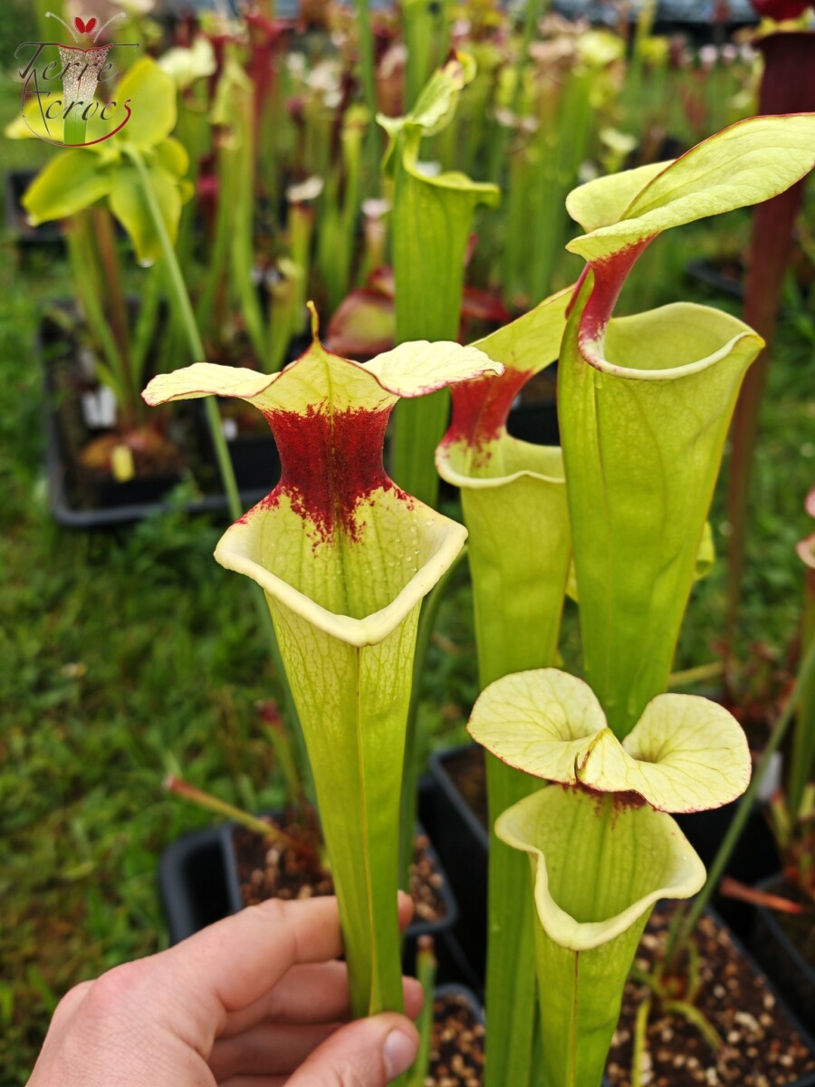 Sarracenia x moorei -- "Leah Wilkerson F2" (Laurent Cosnefroy's clone) (H316, MK) – Image 3