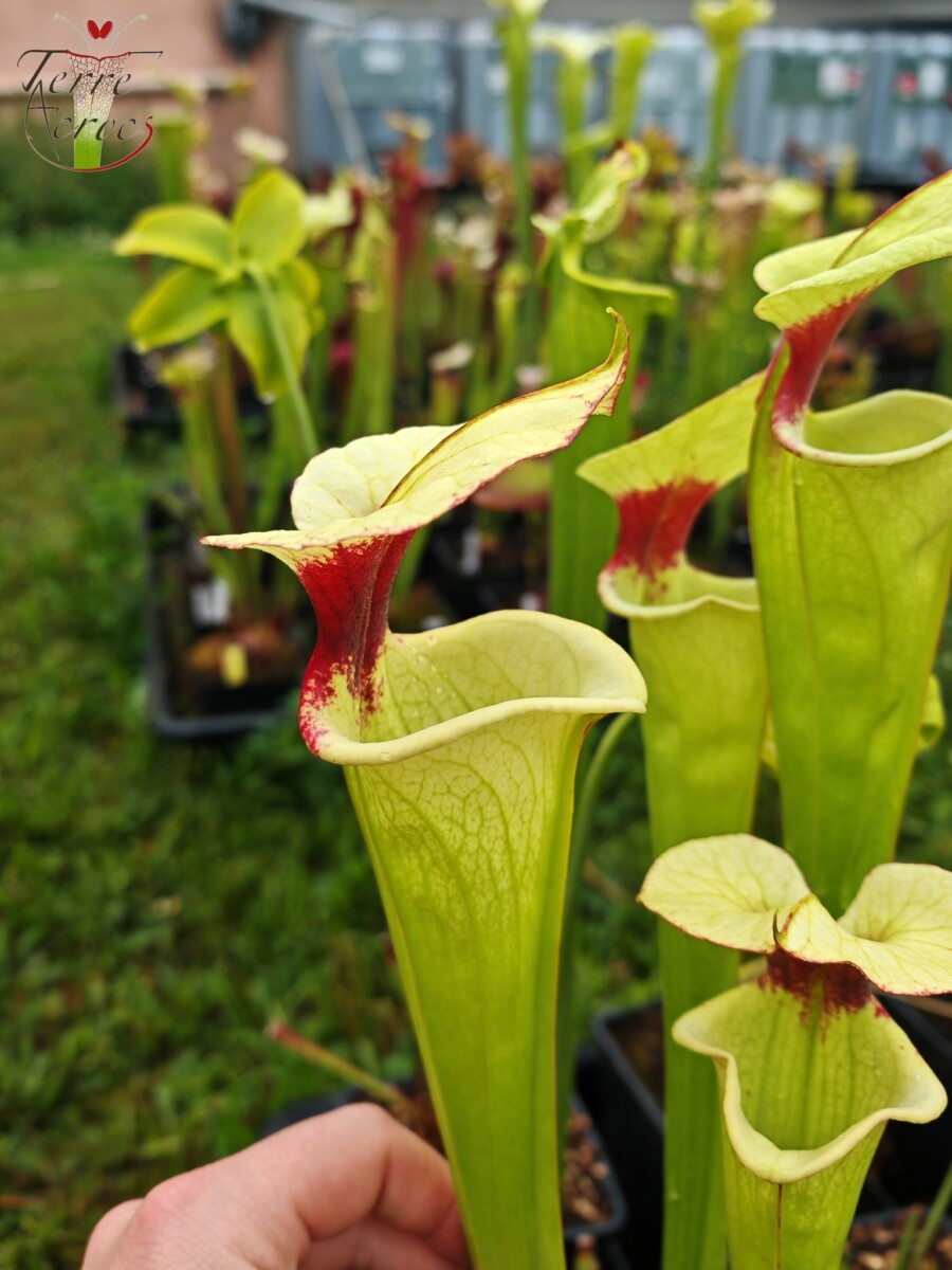 Sarracenia x moorei -- "Leah Wilkerson F2" (Laurent Cosnefroy's clone) (H316, MK) – Image 4