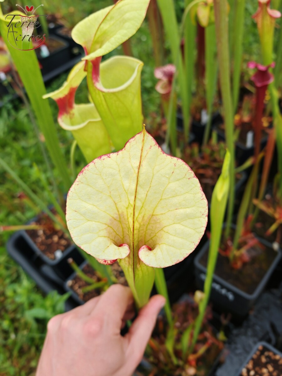 Sarracenia x moorei -- "Leah Wilkerson F2" (Laurent Cosnefroy's clone) (H316, MK) – Image 5