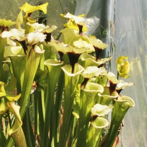 Sarracenia x moorei -- "Leah Wilkerson F2" (Laurent Cosnefroy's clone) (H316, MK)
