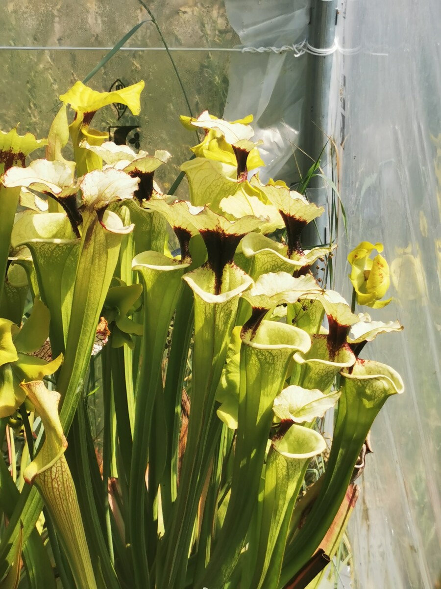 Sarracenia x moorei -- "Leah Wilkerson F2" (Laurent Cosnefroy's clone) (H316, MK)