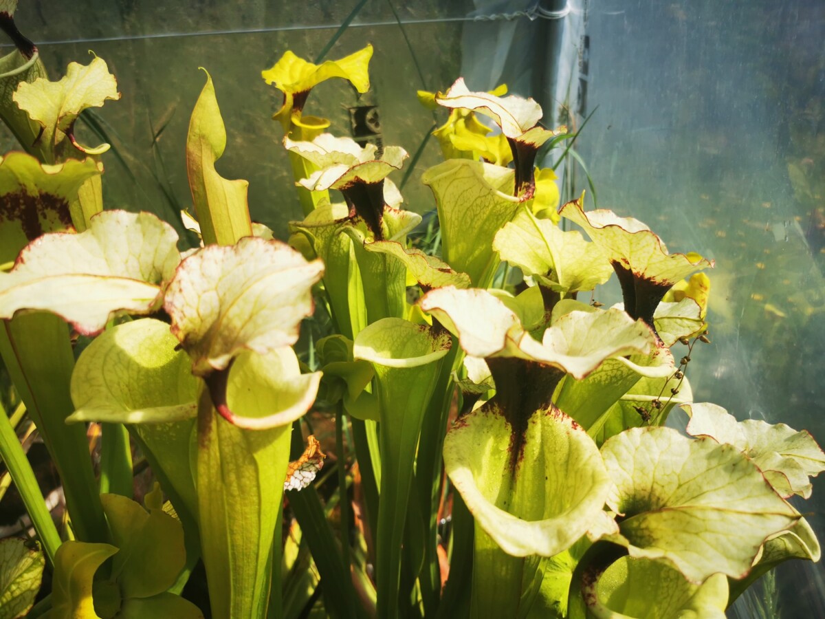 Sarracenia x moorei -- "Leah Wilkerson F2" (Laurent Cosnefroy's clone) (H316, MK) – Image 2