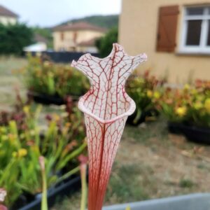 Sarracenia x -- Early pink / burgundy tube then white with pink lip