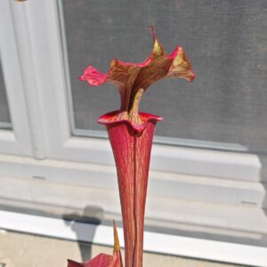 Sarracenia x ("Plum" x S. flava var. atropurpurea)
