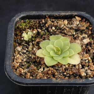 Pinguicula Rectifolia
